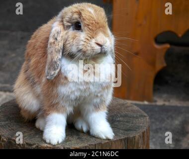 Coniglio, marrone-bianco chiaro, allungato, seduto Foto Stock