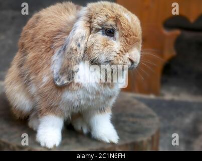 Coniglio di coniglio, marrone-bianco chiaro, allungato, seduto Foto Stock