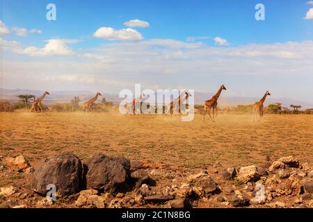 Gruppo di giraffe che corrono sulla savana. Foto Stock