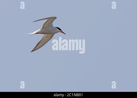 Fiume Tern Sterna hirundo dal Federsee vicino a Bad Buchau Foto Stock