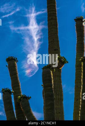 Un cane sole splende su cactus saguaro in fiore a maggio in Ironwood Forest National Monument, deserto di sonora, Arizona, Stati Uniti. Foto Stock