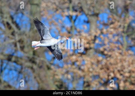 Gallo in volo in primavera in alta lusazia Foto Stock