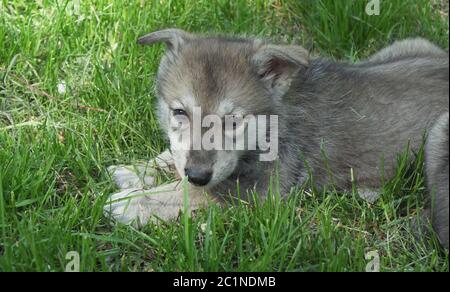 Bella divertente cuccioli di Saarloos wolfhound sul prato verde nel parco Foto Stock