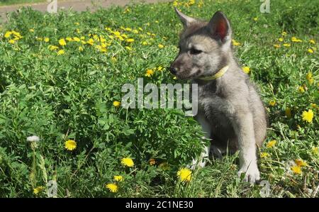 Bella divertente cuccioli di Saarloos wolfhound sul prato verde nel parco Foto Stock