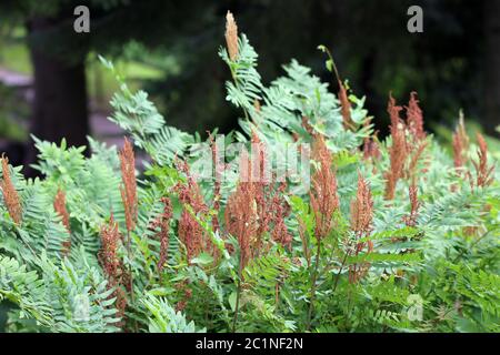 Il felino del re Osmunda regalis Foto Stock