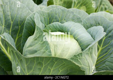 Cavolo grande nel giardino. Verdure biologiche fresche verdi di cavolo grande nella fattoria. Dettaglio cavolo o. Foto Stock