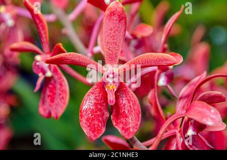 Primo piano fiori di orchidee rosse Foto Stock