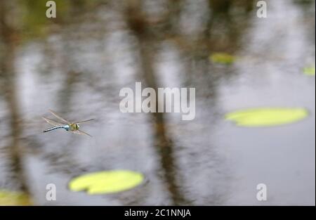 Grande Royal Dragonfly Anax imperatore sulle acque Foto Stock