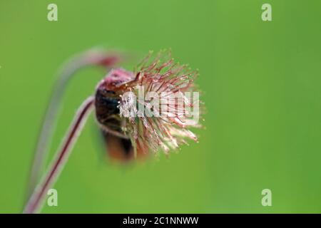 Bach-Nelkenwurz Geo rivale Foto Stock