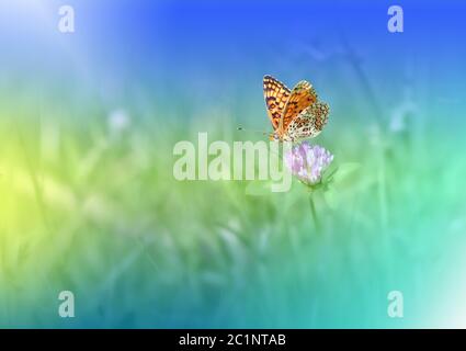 Bella natura verde background.Natural Macro Photography.Abstract Floral Art.Artistic Flowers.Butterfly. Foto Stock