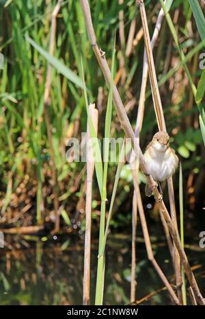 Stagno Warbler Acrocephalus scirpaceus Foto Stock