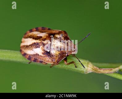 Turtle bug Eurygaster testudinaria Foto Stock