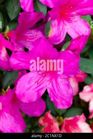 Bellissimi fiori rosa iridescenti, luminosi e colorati degli arbusti azalee. Si trova in molti paesaggi del sud, prati e lungo le strade. Foto Stock