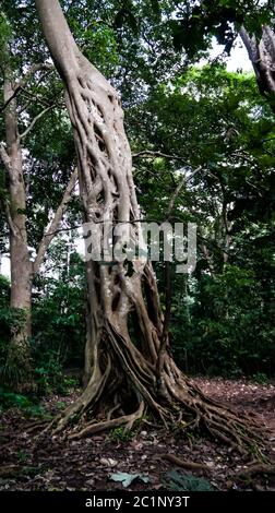 La Liana che coprì il tronco del ficus fino alla sua morte nel Santuario delle scimmie di Boabeng Fiema, Techiman, Ghana Foto Stock