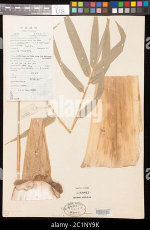 Bambula cf tuldoides Munro Bambusa cf tuldoides Munro. Foto Stock