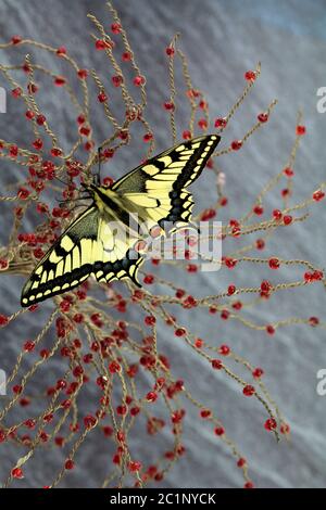 specie specialmente protetta farfalla a coda di rondine Foto Stock