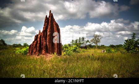 Savannah paesaggio con il tumulo di termite, Ghana Foto Stock