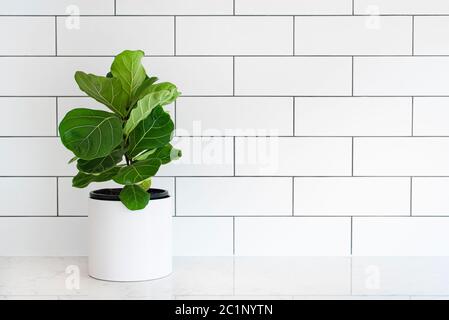 Houseplant Fiddle foglia fico, Ficus lyrata, pentola pianta in vaso bianco con piastrelle bianche della metropolitana in background, copia spazio Foto Stock