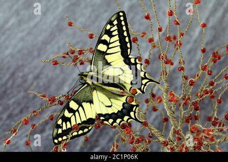 specie specialmente protetta farfalla a coda di rondine Foto Stock