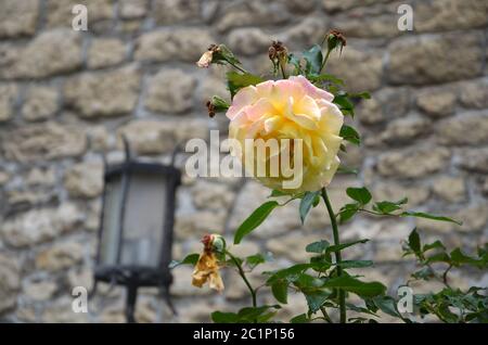 rosa di fronte al muro Foto Stock