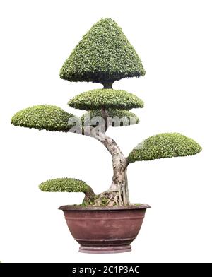 Albero di Bonsai isolato su bianco Foto Stock