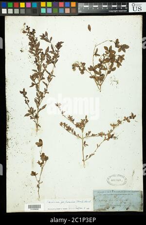 Serissa japonica Thunb Thunb Serissa japonica Thunb Thunb. Foto Stock