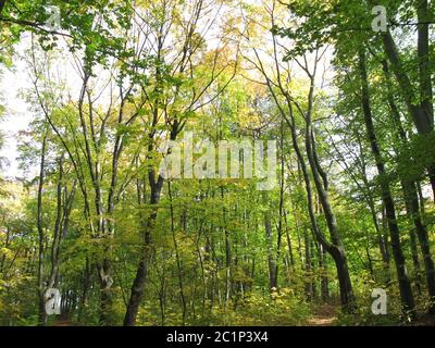 L'inizio dell'autunno o la caduta nella foresta decidua Foto Stock