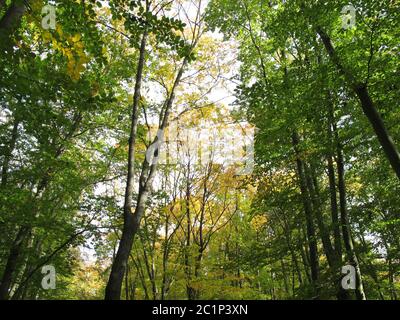 L'inizio dell'autunno o la caduta nella foresta decidua Foto Stock