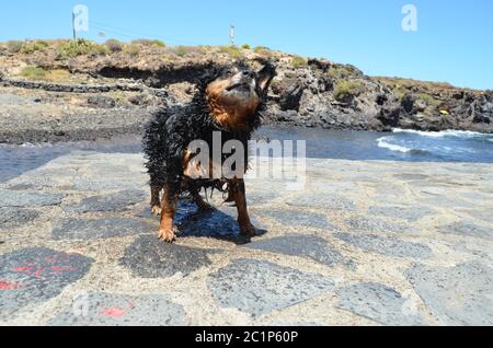 cane sulla spiaggia, foto digitale come sfondo Foto Stock