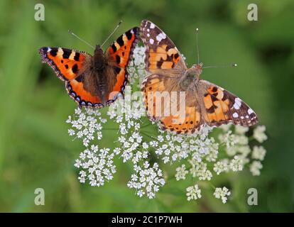 Piccola volpe Aglais orticae e l'età del cardo Vanessa cardui Foto Stock