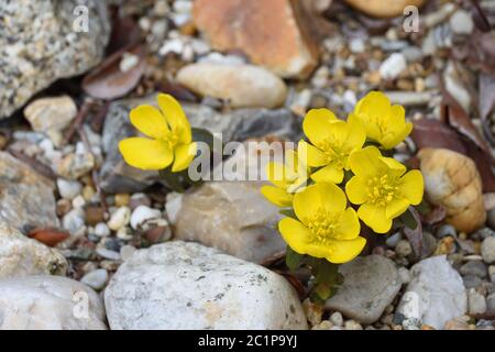 Eranthis (aconite invernale) in un giardino in primavera Foto Stock