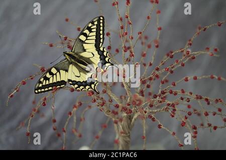 specie specialmente protetta farfalla a coda di rondine Foto Stock