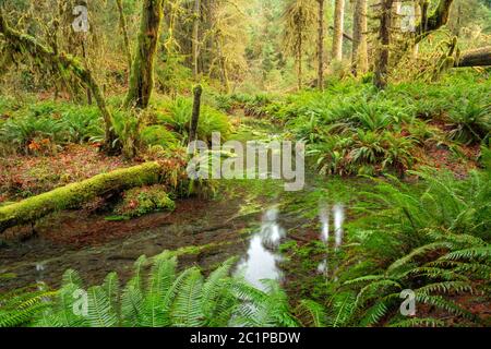 WA16819-00...WASHINGTON - Taft Creek visto dal sentiero natura Spruce nella zona della Foresta pluviale Hoh del Parco Nazionale Olimpico. Foto Stock