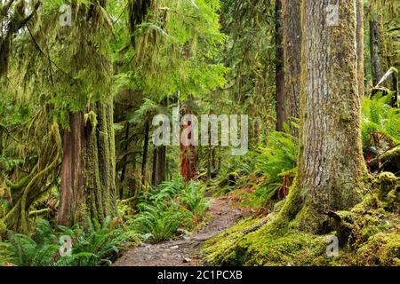 WA16826-00...WASHINGTON - il sentiero del Fiume Hoh nella zona della Foresta pluviale di Hoh del Parco Nazionale Olimpico. Foto Stock