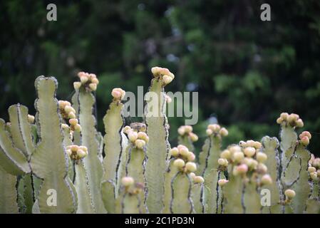 Un cactus in fiore nella provincia di Alicante, Costa Blanca, Spagna Foto Stock