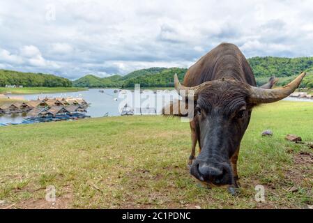 Buffalo al lago artificiale Huai Krathing Foto Stock