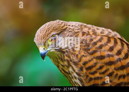 Comune di gheppio (Falco tinnunculus) Foto Stock