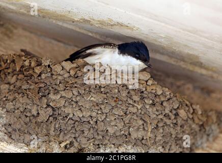 Farina terna Delichon urbicum nel nido Foto Stock