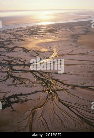 Upper Gulf e Colorado Delta Biosfera preservare Messico / FEB veduta aerea di affluenti retroilluminati del delta del Colorado riflettono in oro vicino al dra Foto Stock
