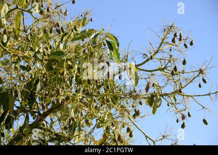 Avocado sull'albero in provincia di Alicante, Costa Blanca, Spagna Foto Stock