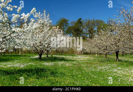 Prato verde con alberi di ciliegio in fiore bianco contro un cielo blu 2 Foto Stock