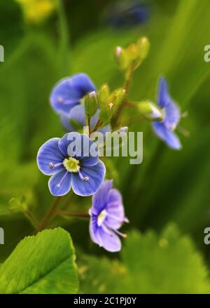 Fiore dal Gamander Premio Onorario Veronica chamaedrys Foto Stock