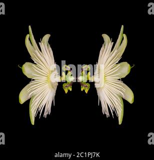 Doppio gioco Foto Stock