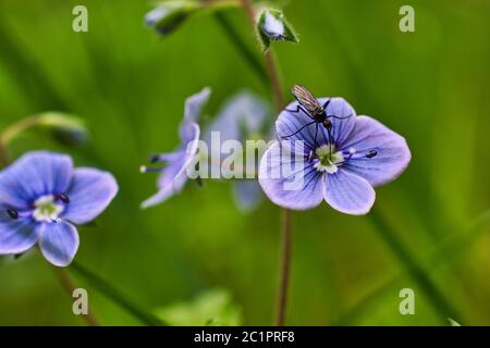 Primo piano foto di un piccolo insetto su fiore violetto Foto Stock