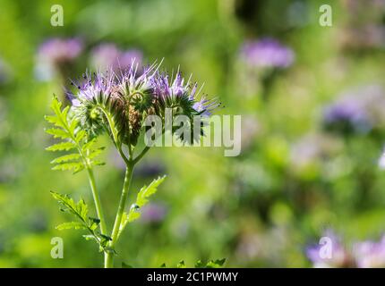 Pascolo per api con phacelia Foto Stock