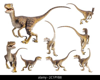Dinosauro Velociraptor su sfondo bianco. Foto Stock