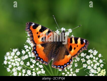 Piccola volpe Aglais orticae Foto Stock