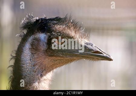 Studio capo della Grande UEM Dromaius novaehollandiae Foto Stock