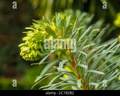 Foglie verdi e fiori gialli su una pianta di Euphorbia all'inizio della primavera Foto Stock