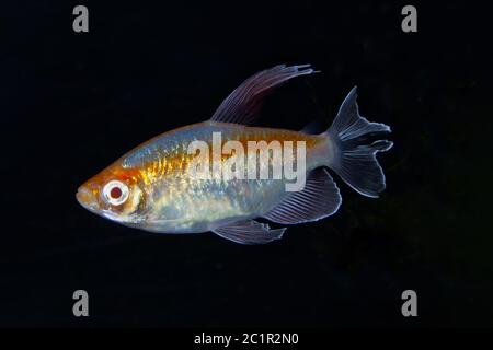 Ritratto di pesci di acquario - Congo tetra (Phenacogrammus interruptus) isolato su sfondo nero Foto Stock